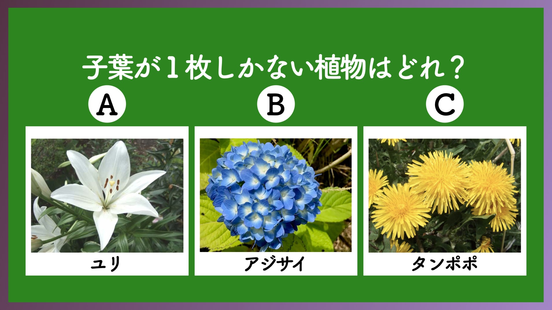 義務教育 あなたは小学５年生より賢いの Quizx