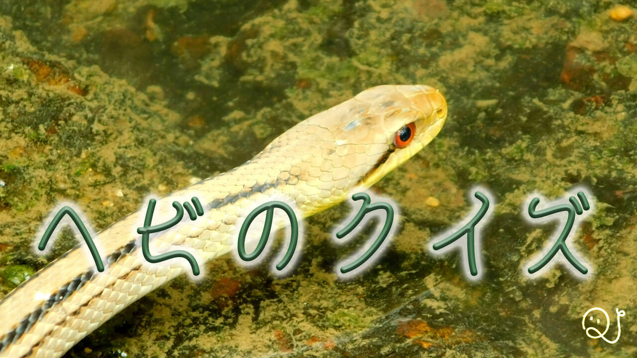 世界の美しいヘビ検定