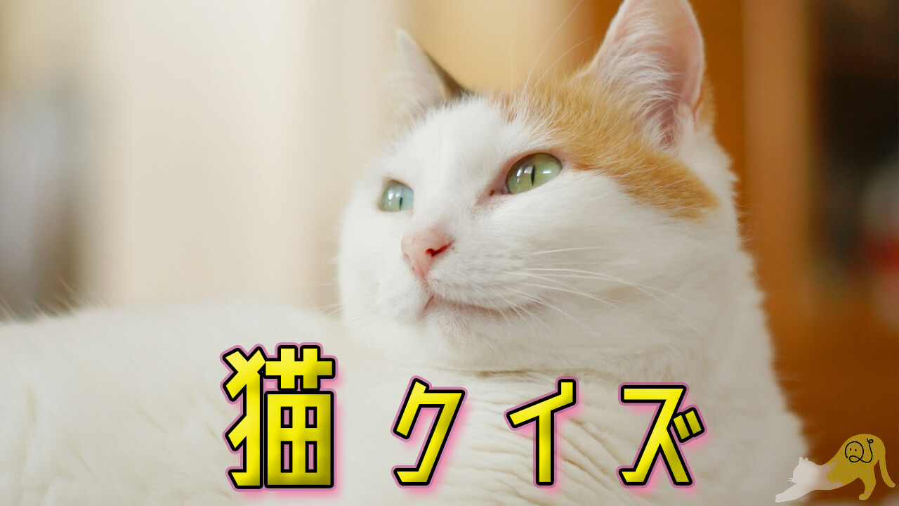 猫クイズ