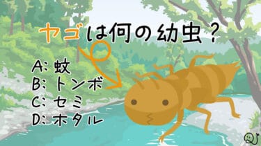 生物学4択クイズ