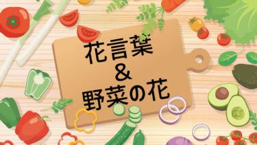 花言葉＆野菜の花クイズ