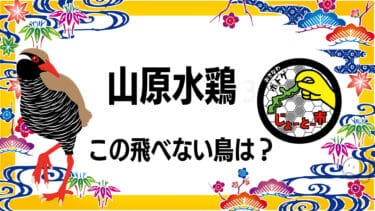 沖縄アニマルズ